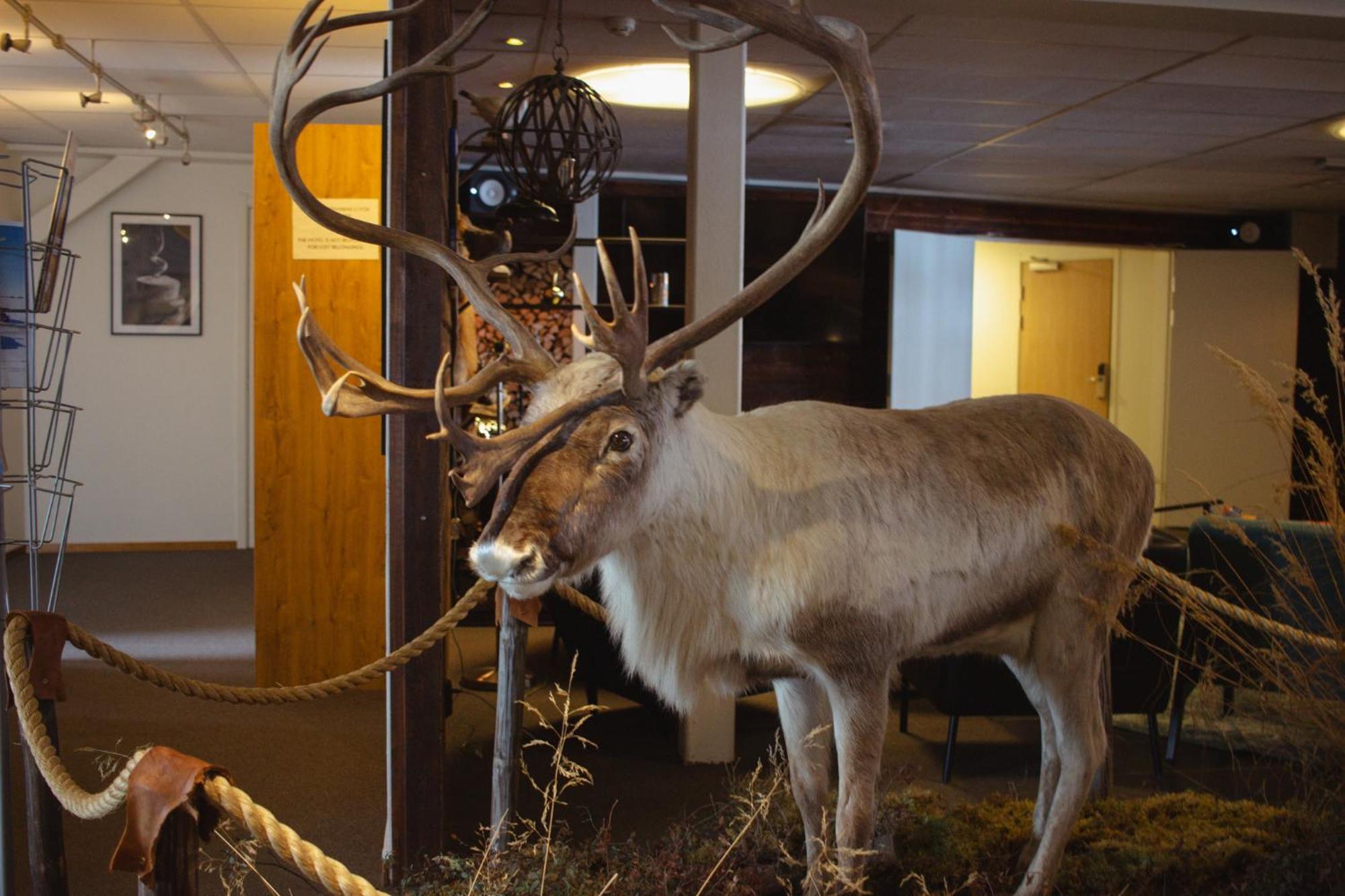 Hornavan Hotell Arjeplog Extérieur photo